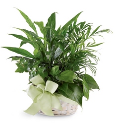 Woodland Greens Basket from Lloyd's Florist, local florist in Louisville,KY